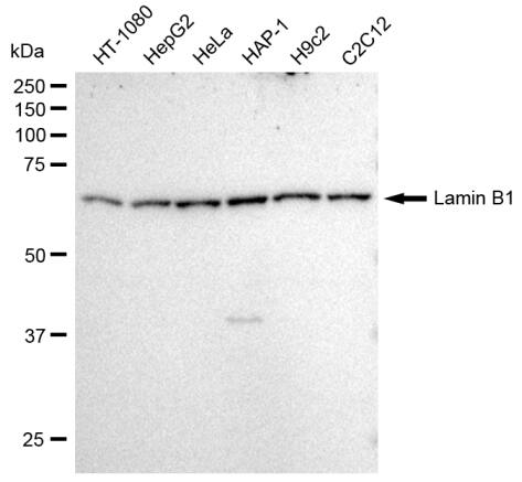 Lamin B1 Antibody (23GB915)