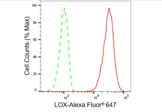 LOX Antibody (23GB920)