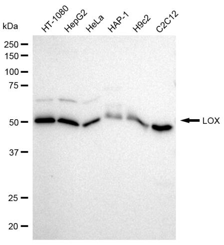 LOX Antibody (23GB920)