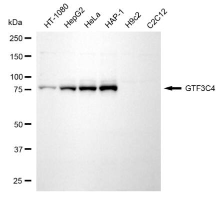 GTF3C4 Antibody (24GB13165)