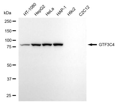 GTF3C4 Antibody (24GB13170)