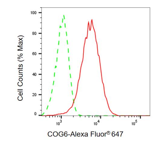 COG6 Antibody (24GB13605)