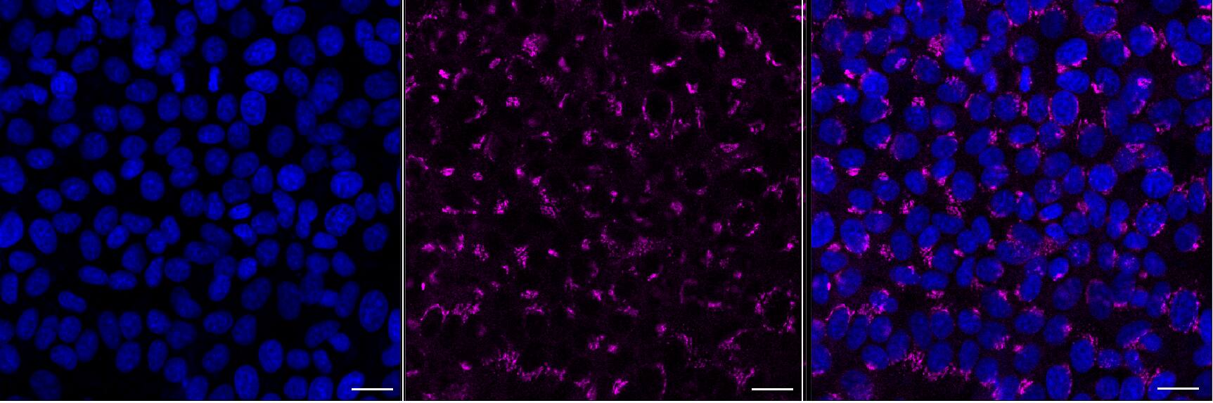 COG6 Antibody (24GB13605)