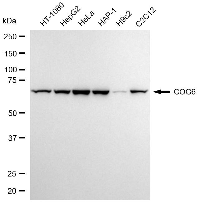 COG6 Antibody (24GB13605)