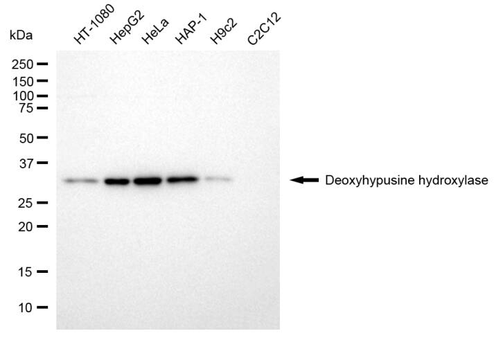 HLRC1 Antibody (24GB13620)