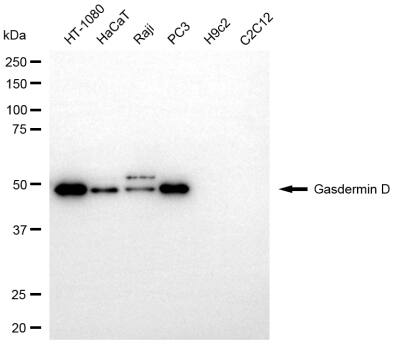 GSDMDC1 Antibody (24GB13640)