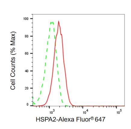 HSPA2 Antibody (24GB13655)