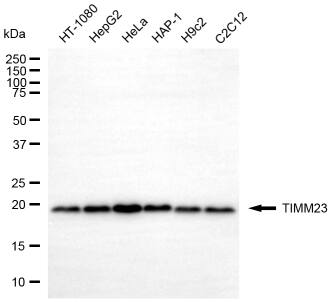 TIMM23 Antibody (24GB14110)