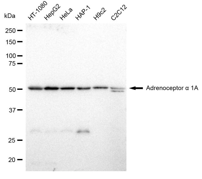 alpha-1A Adrenergic R/ADRA1A Antibody (23GB1655)