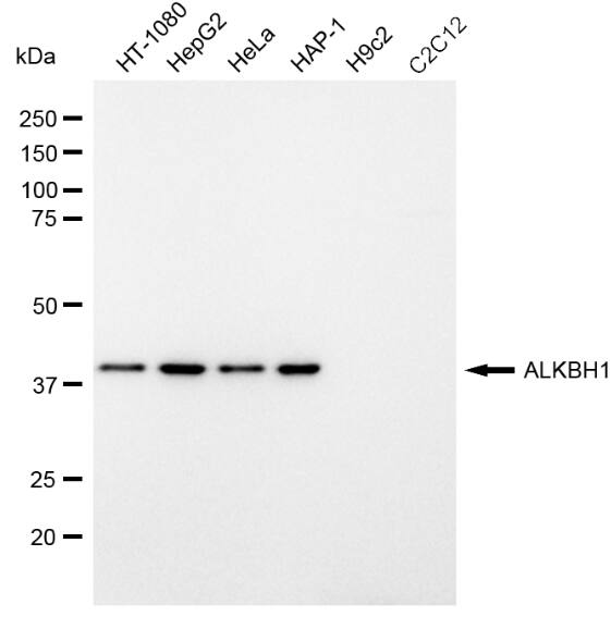 ABH1 Antibody (23GB1265)