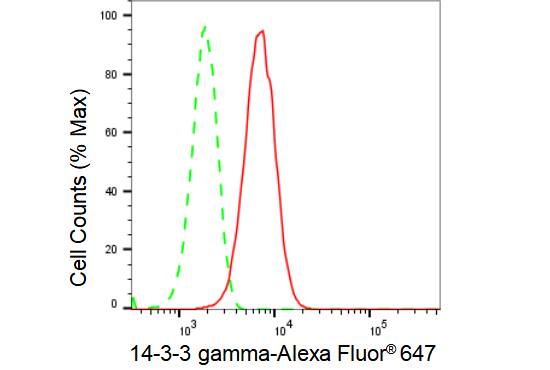 14-3-3 gamma Antibody (23GB1970)
