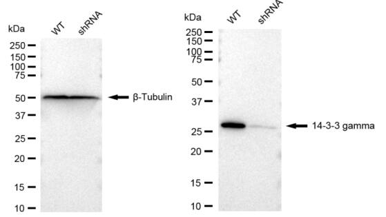 14-3-3 gamma Antibody (23GB1970)