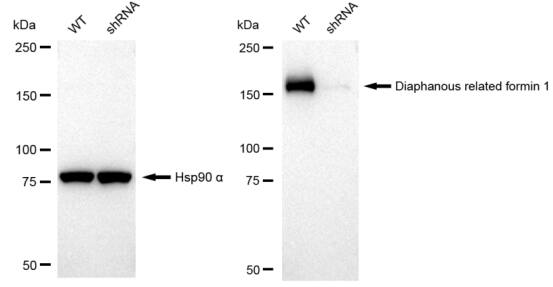 DIAPH1 Antibody (23GB1990)