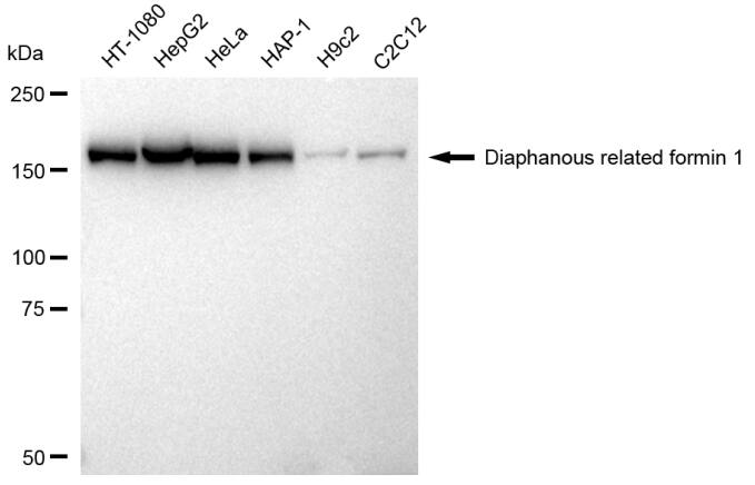 DIAPH1 Antibody (23GB1990)