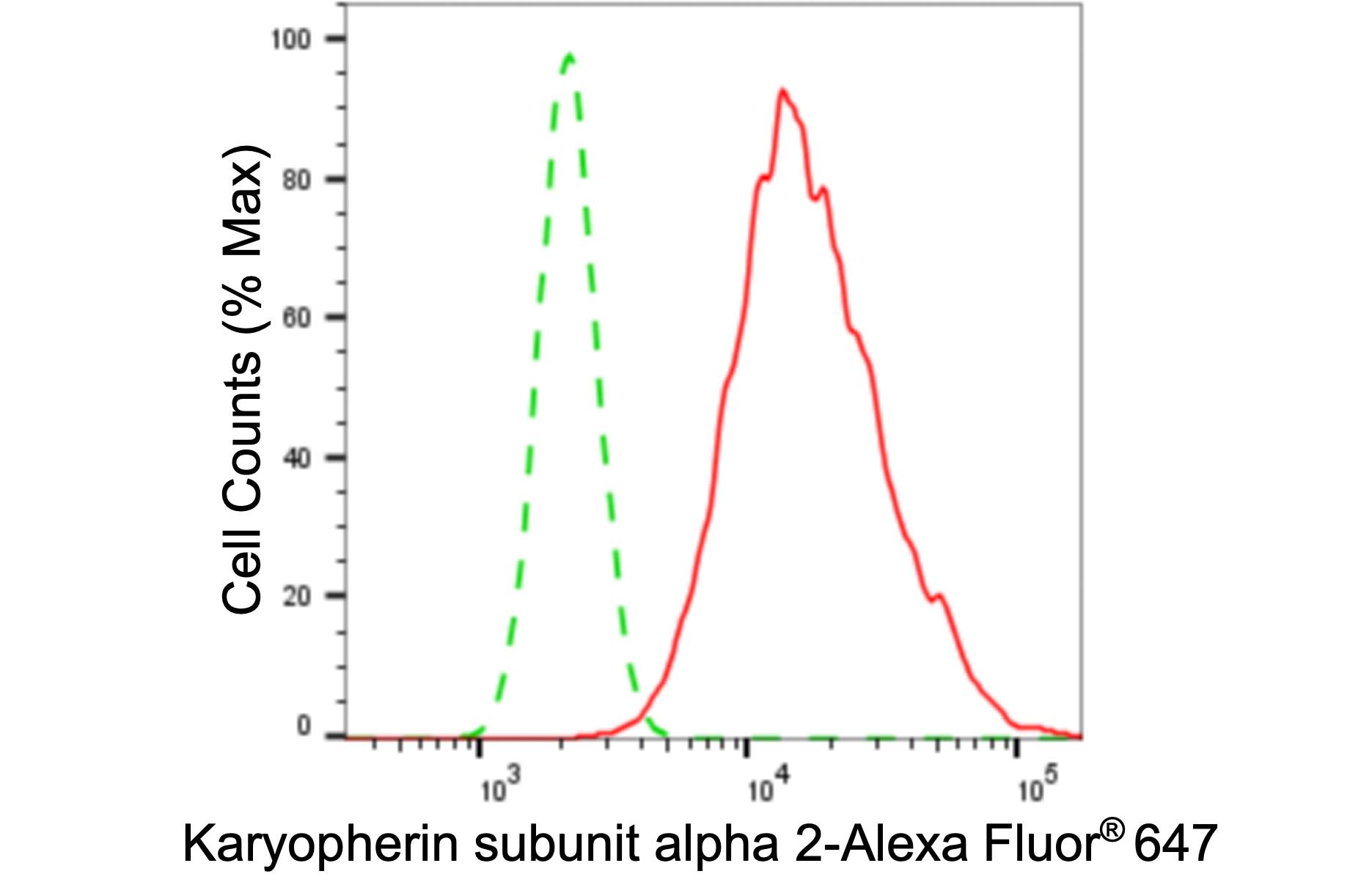 Importin alpha 2/KPNA2 Antibody (24GB5955)