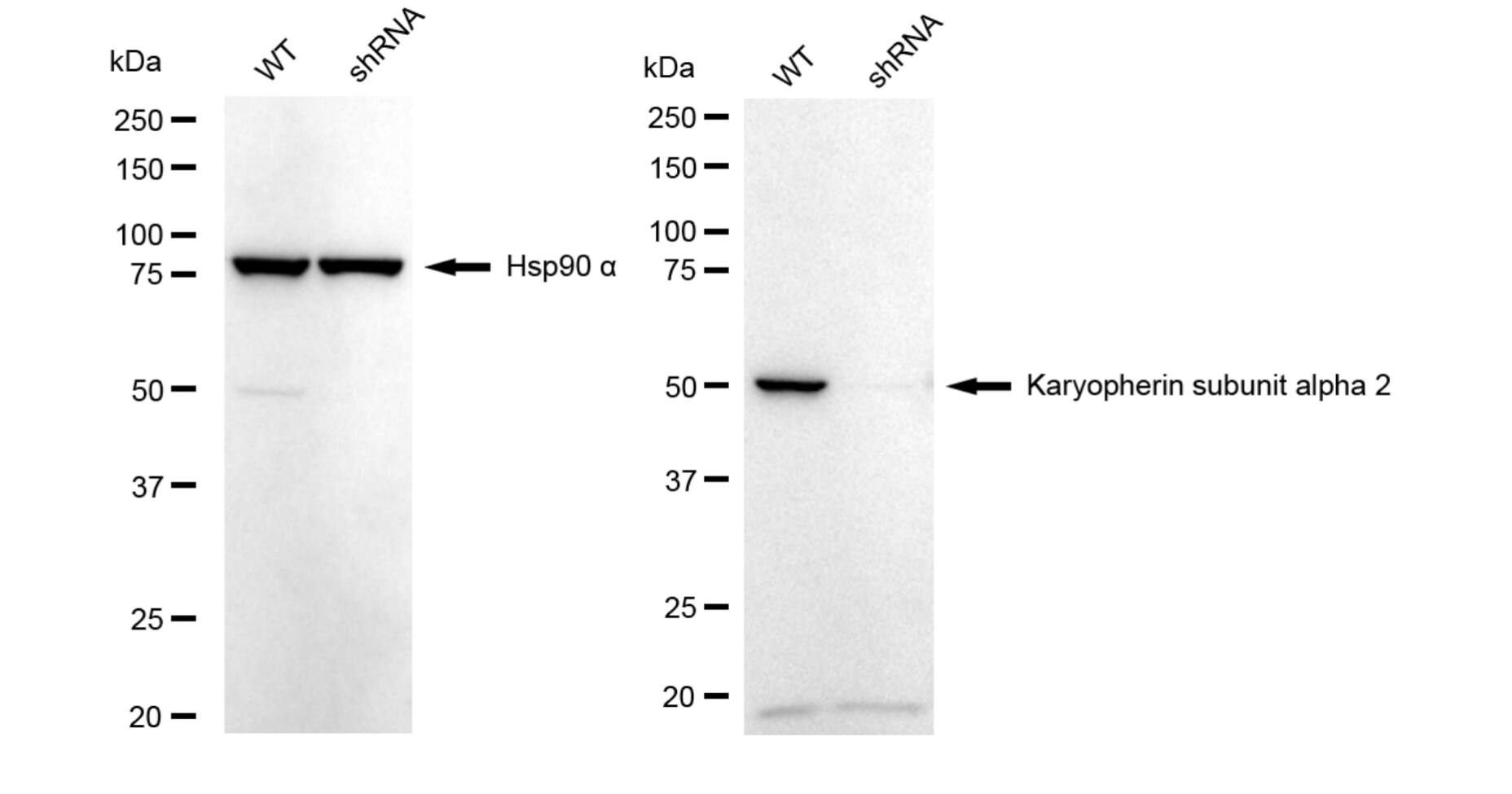 Importin alpha 2/KPNA2 Antibody (24GB5955)