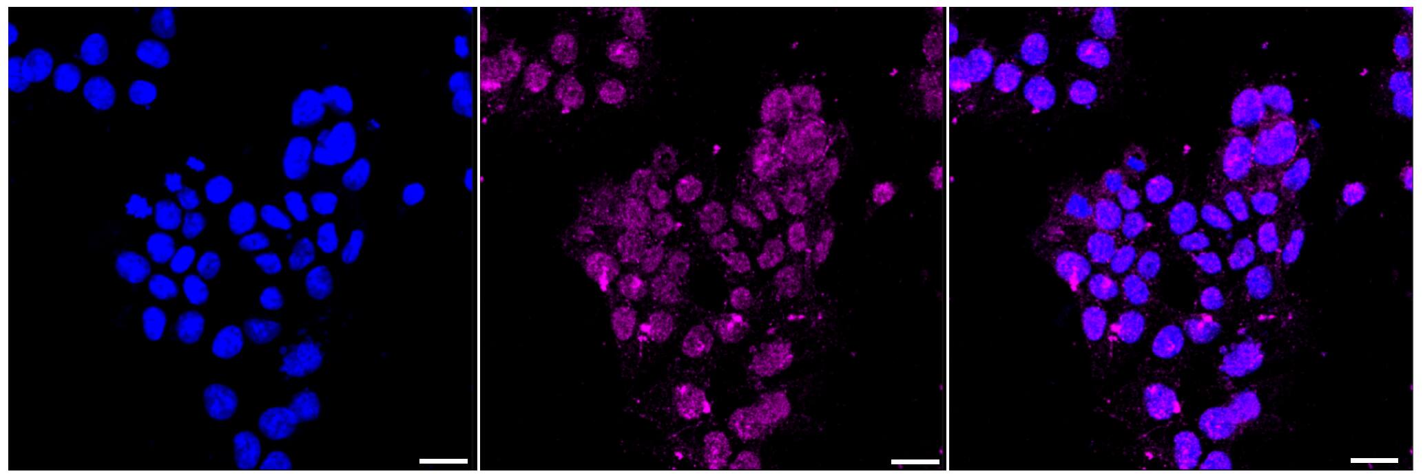 Glycophorin C Antibody (24GB5960)
