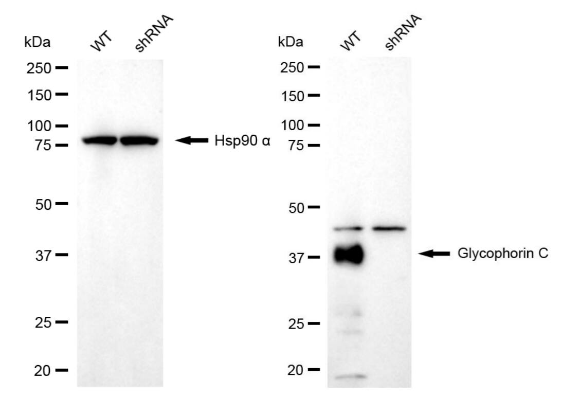 Glycophorin C Antibody (24GB5960)