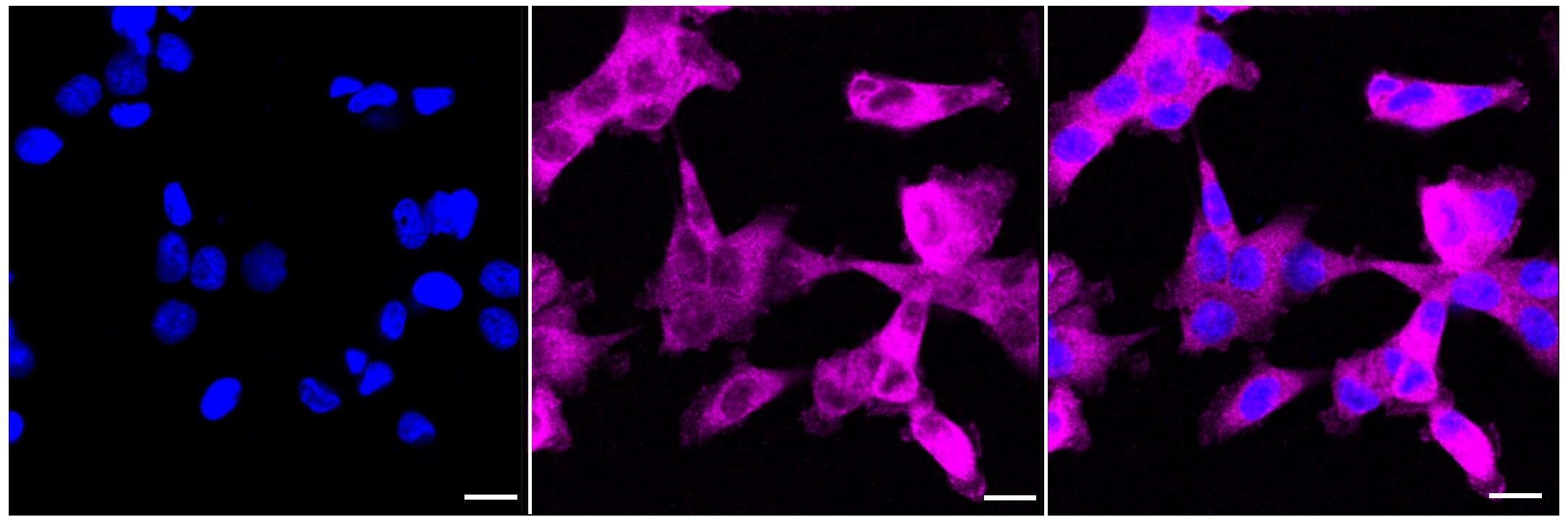 ATG7 Antibody (24GB5975)