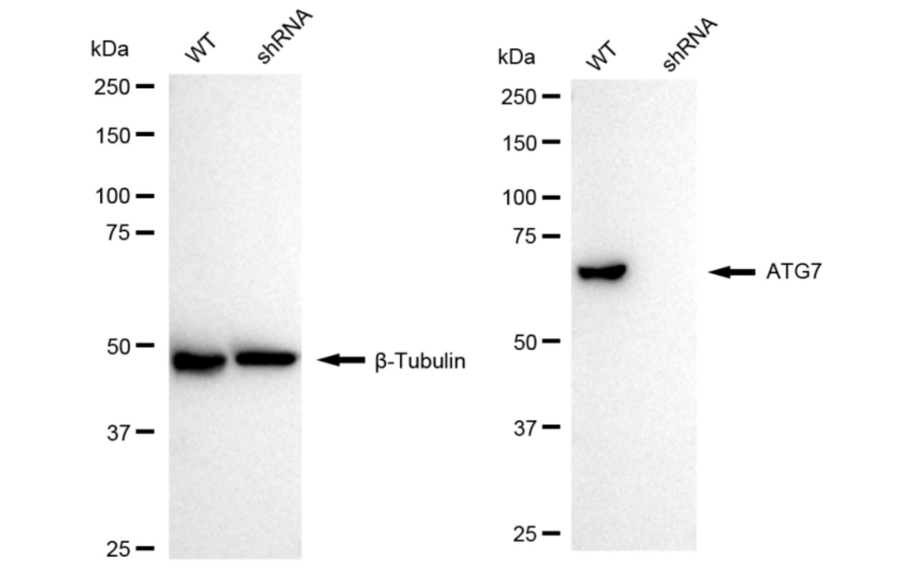 ATG7 Antibody (24GB5975)
