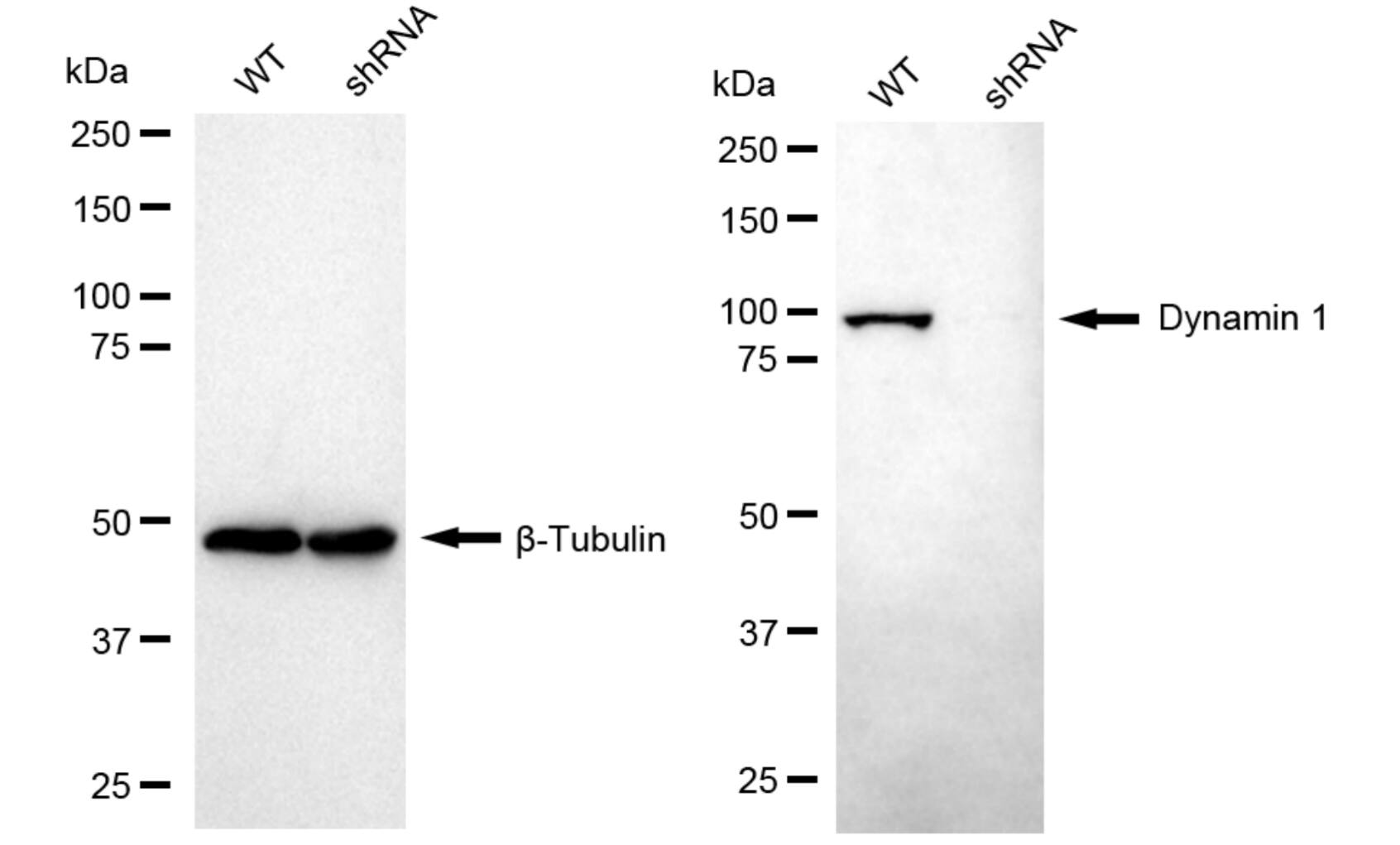 Dynamin Antibody (24GB5985)