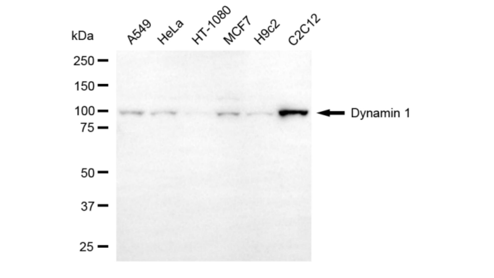 Dynamin Antibody (24GB5985)