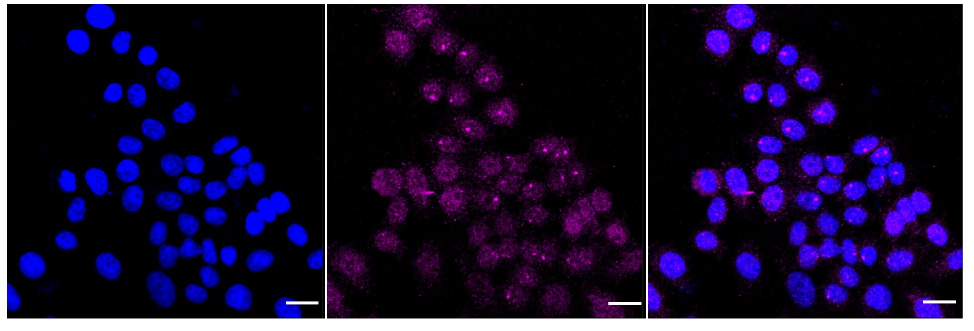 GRB7 Antibody (24GB6000)