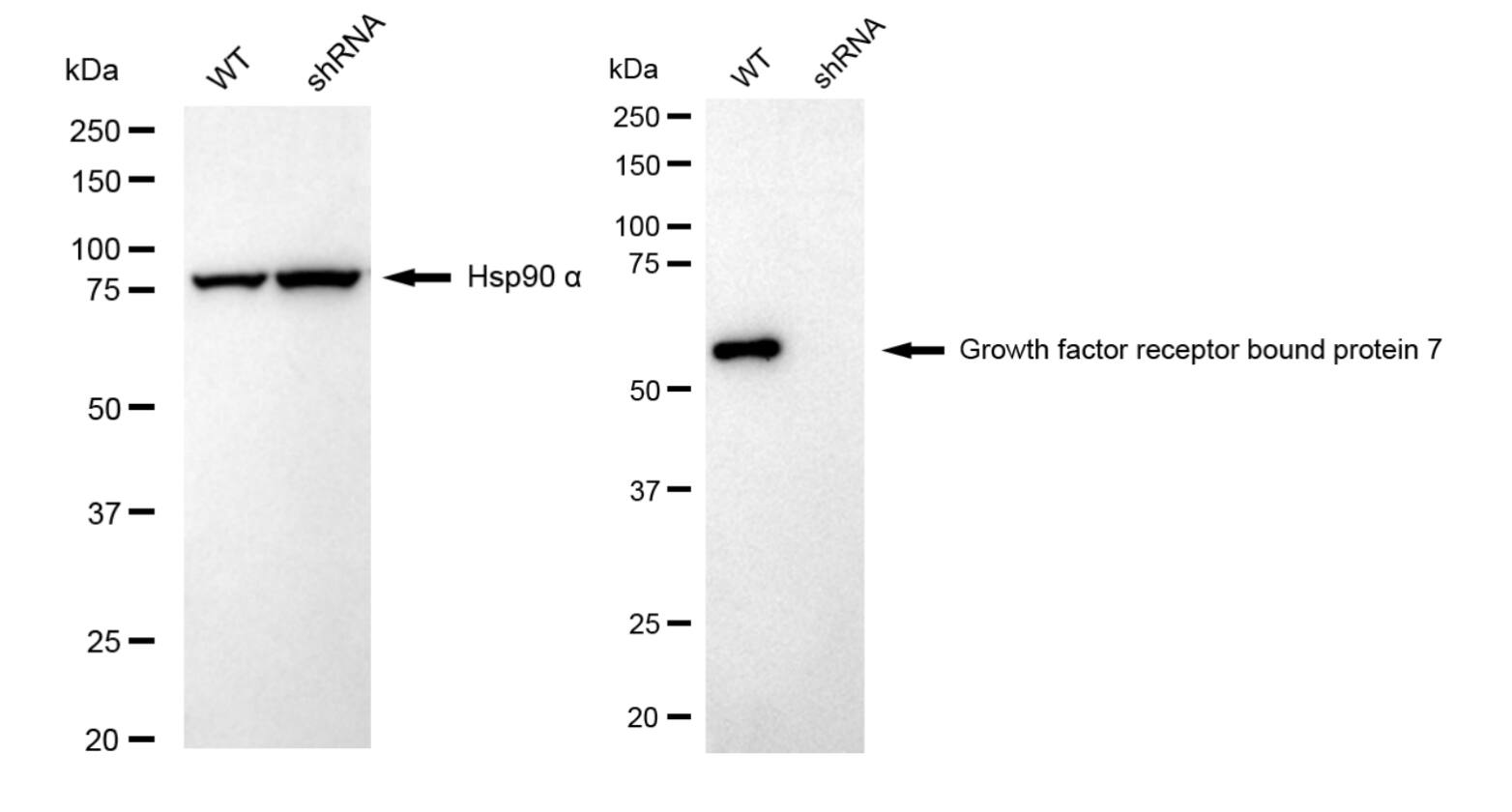 GRB7 Antibody (24GB6000)