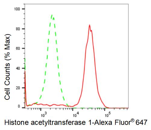 KAT1 Antibody (23GB2090)