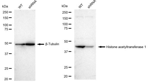 KAT1 Antibody (23GB2090)