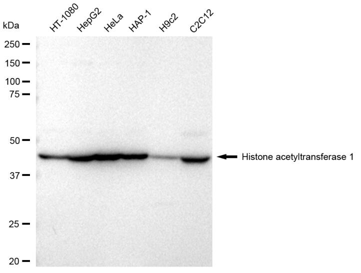 KAT1 Antibody (23GB2090)