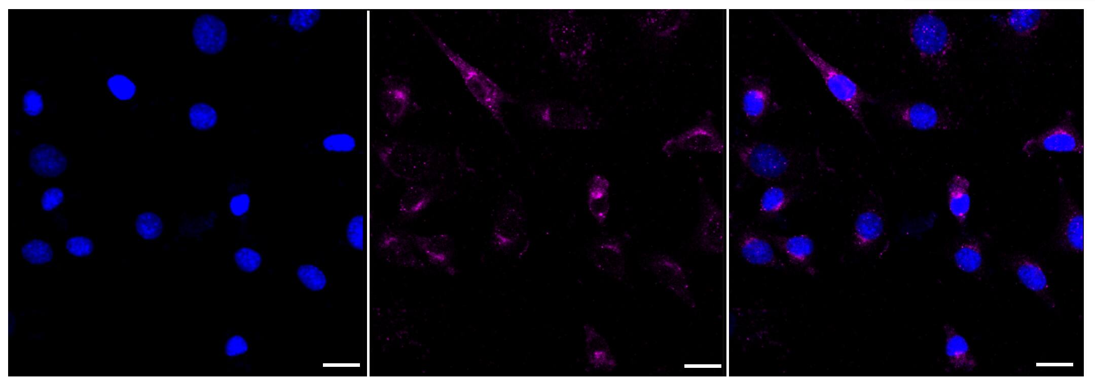 TAX1BP1 Antibody (23GB2100)