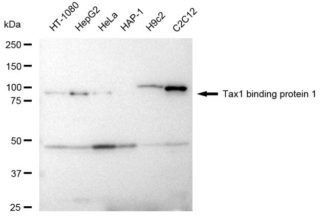 TAX1BP1 Antibody (23GB2100)