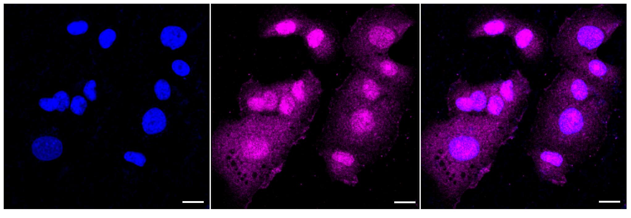 ATG7 Antibody (24GB6075)