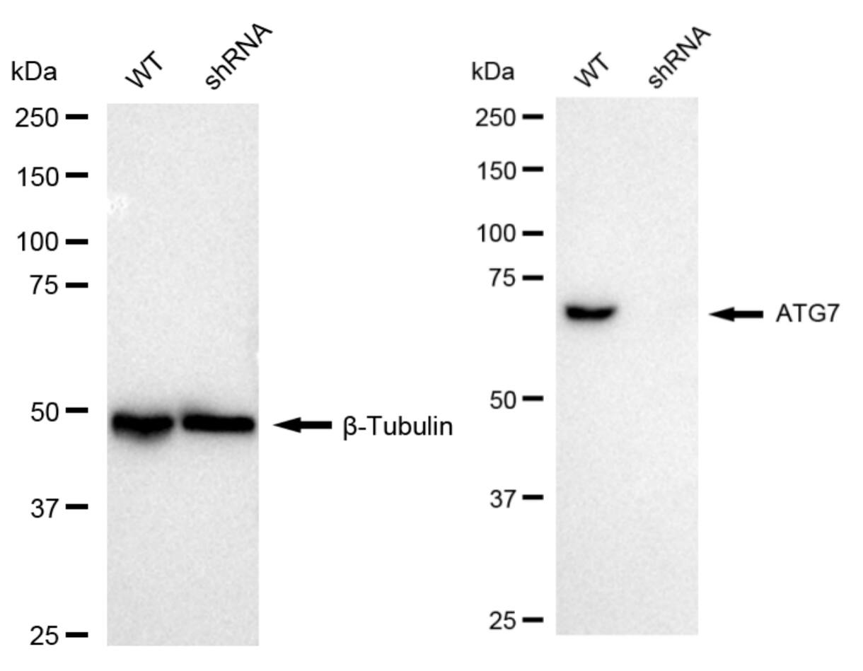 ATG7 Antibody (24GB6075)