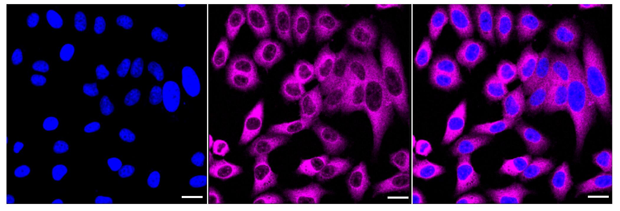 USP9x Antibody (24GB6090)
