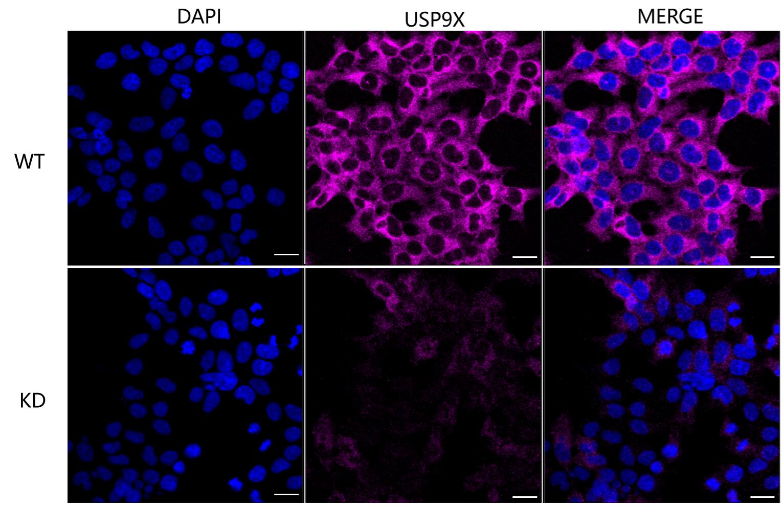 USP9x Antibody (24GB6090)