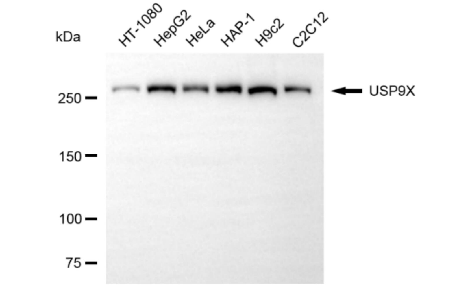 USP9x Antibody (24GB6090)