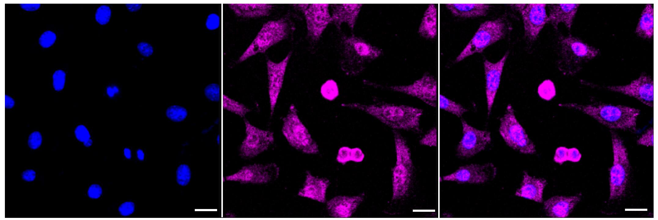 PCBP2 Antibody (23GB2110)