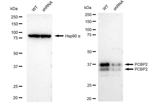 PCBP2 Antibody (23GB2110)