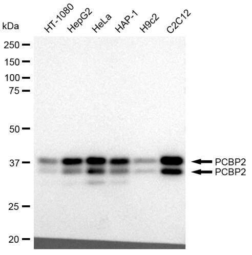 PCBP2 Antibody (23GB2110)