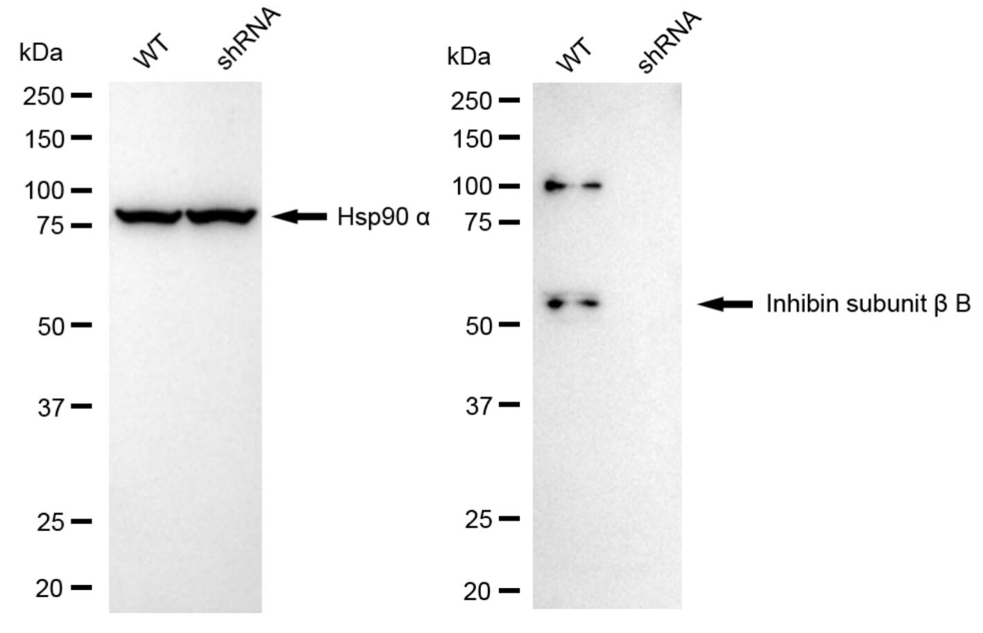 Activin B/Inhibin beta B Antibody (24GB6100)
