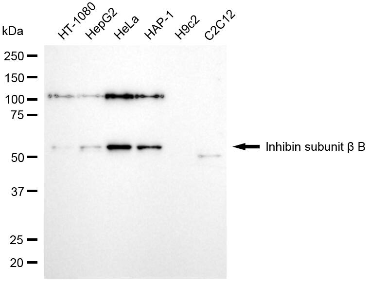 Activin B/Inhibin beta B Antibody (24GB6100)