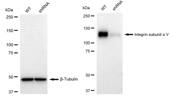Integrin alpha V/CD51 Antibody (23GB2240)