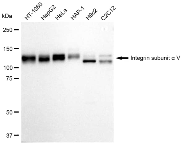Integrin alpha V/CD51 Antibody (23GB2240)