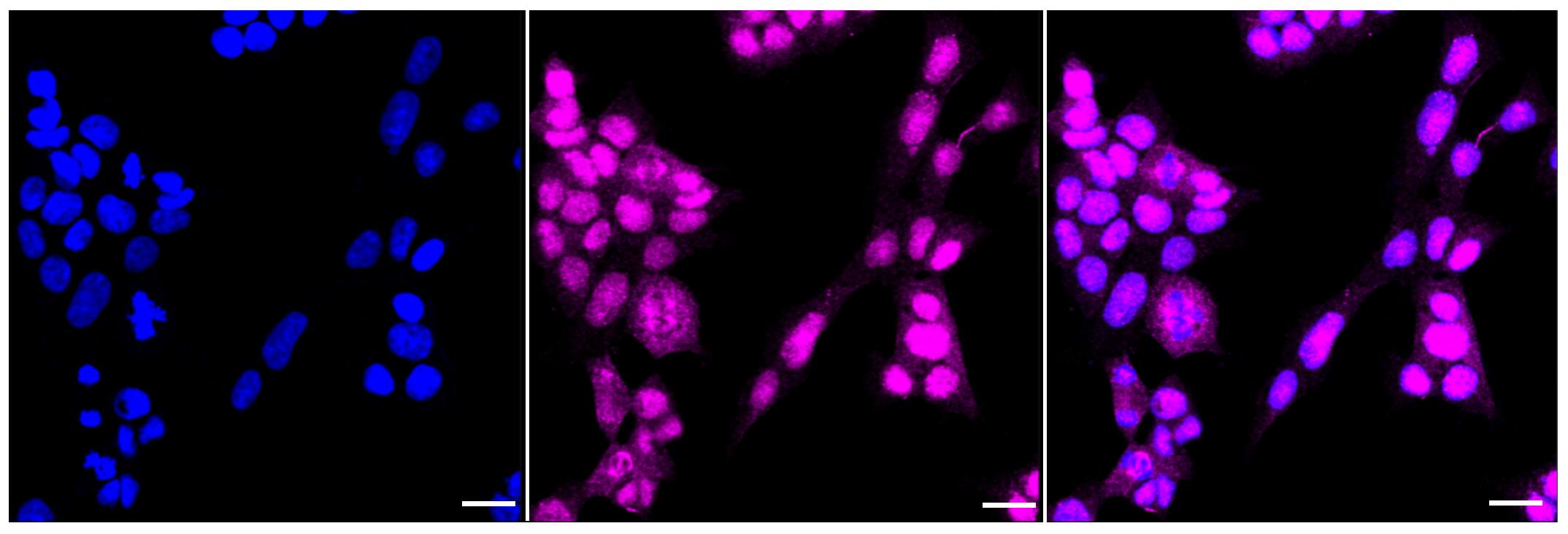 Rad51 Antibody (23GB2275)