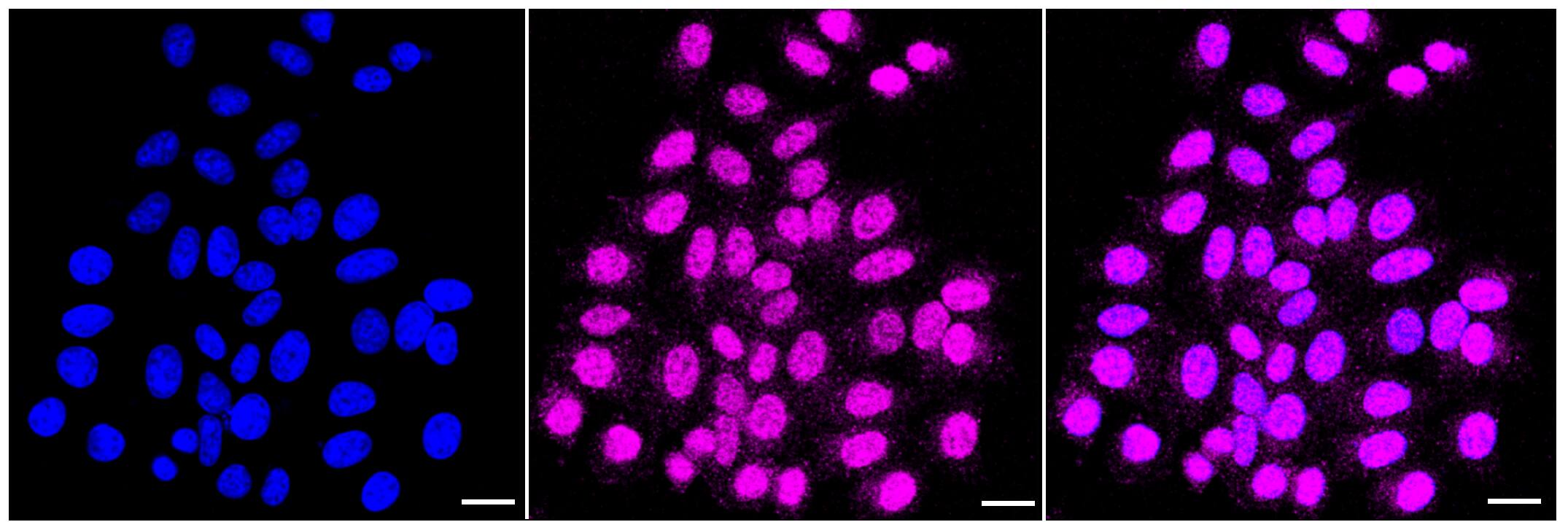 CDK2 Antibody (23GB2295)