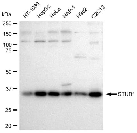 CHIP/STUB1 Antibody (23GB2345)