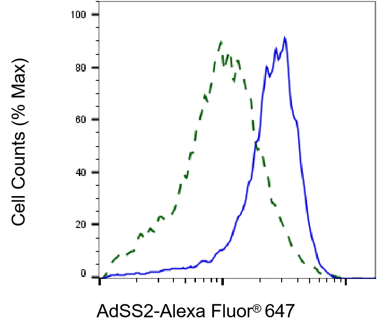 Adenylosuccinate Synthase Antibody (23GB630)