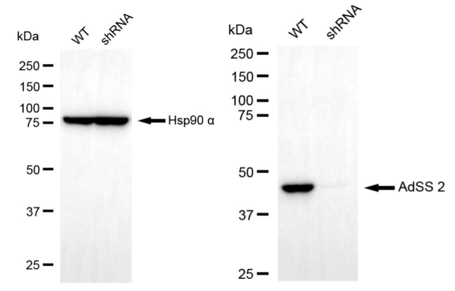 Adenylosuccinate Synthase Antibody (23GB630)